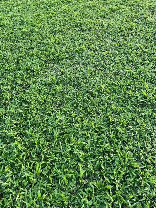 大叶油草能放鱼缸里吗