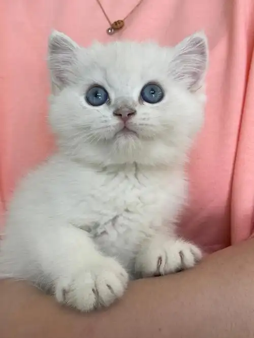 英短银点西安猫舍