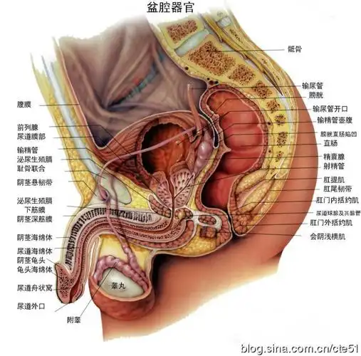前列腺炎中医治疗