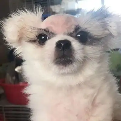 可爱搞怪的动物头像快乐的每一天离不开动物的陪伴