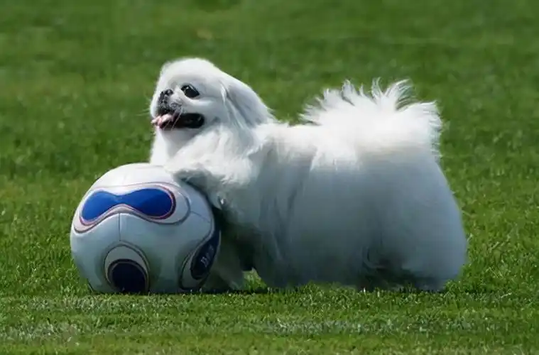 北京京巴犬多少钱一只?不论黑色还是纯白都不贵