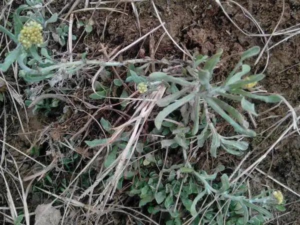 这是什么野菜,能吃吗?