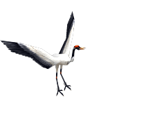 水墨风动态鸟素材花瓣网页设计qq交流群271494021