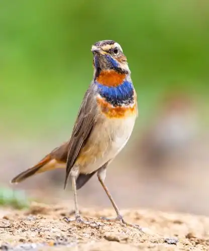 野生鸟类蓝喉歌鸲特写