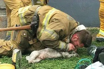 搞笑系列:消防员人工呼吸救狗_百度视频搜索