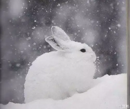 北极兔看不出来吧,兔子的腿也可以很长北极兔的四肢非常有力能灵活的