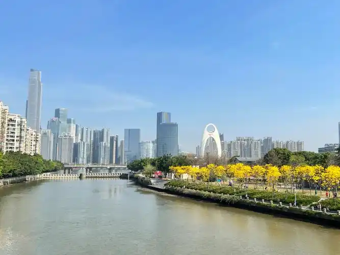 磨碟沙公园黄金风铃木#黄花风铃木  #春天  #广州拍照