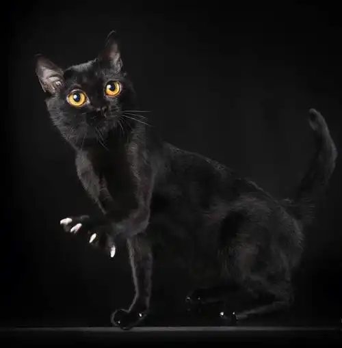 孟买猫是黑色但是并不是黑色的都是孟买呀