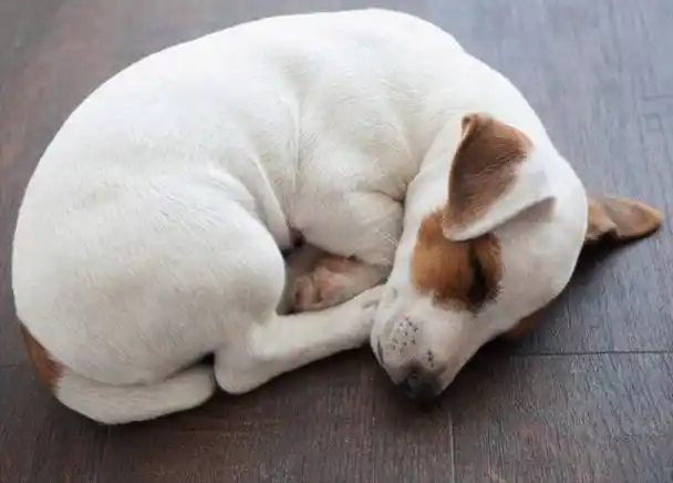 狗狗的"睡觉姿势",暴露了它的性格,你家狗子是哪种