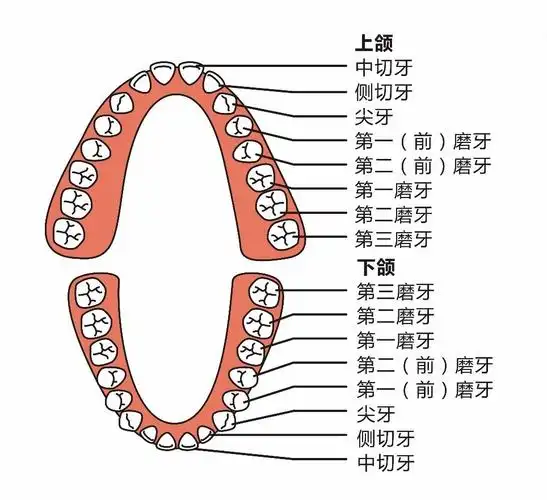 牙齿_上颌_下颌