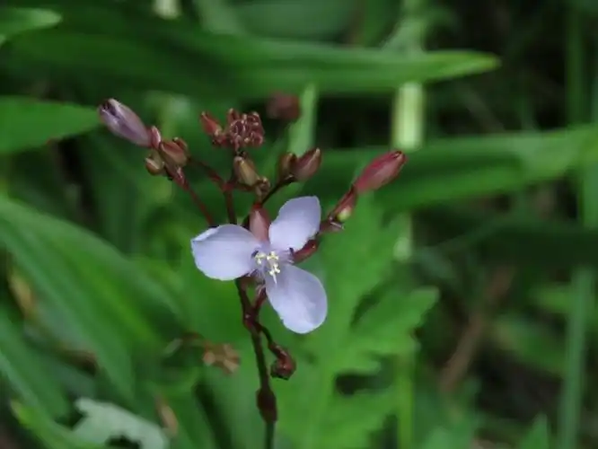 紫背鹿衔草 murdannia divergens 【鸭跖草科,水竹叶属】
