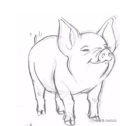 猪简笔画猪简笔画简单可爱