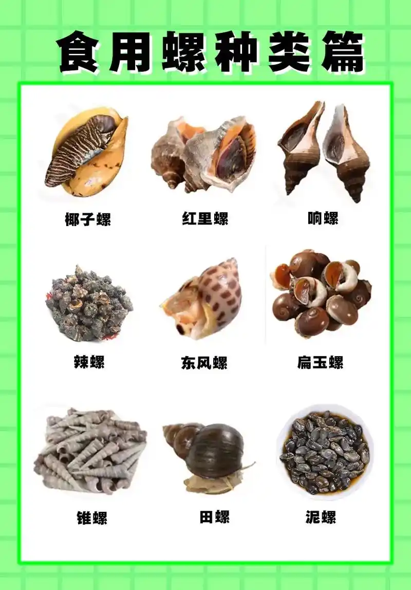 常见食用螺种类篇.常见食用螺类种类篇,附带花螺(东风螺)挑选 - 抖音