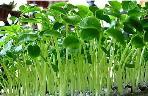 「木瓜种子」千万不要丢,累积成一盘,四天之后竟然出现这种景象.