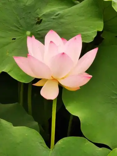 我见过的最美荷塘景色 - 美篇