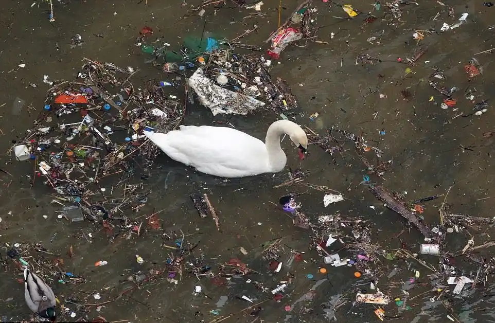 从没见过天鹅会在这样可怕的环境中生存,英国伦敦污染严重!