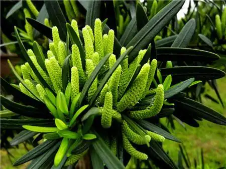 怎么给罗汉松换盆