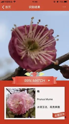 识花神器推荐丨精准植物拍照识别,拍张照片就能知道花的名字