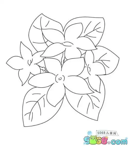 紫茉莉简笔画带颜色