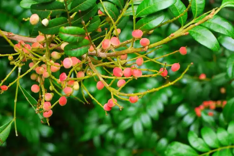 香叶树,摘下一片叶子真的很香呢