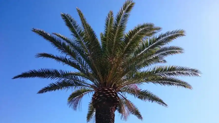 arboretum,phoenix,plant,natural,nature,tree,palm tree