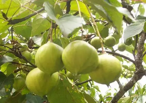 生桐子是油桐树果实吗?