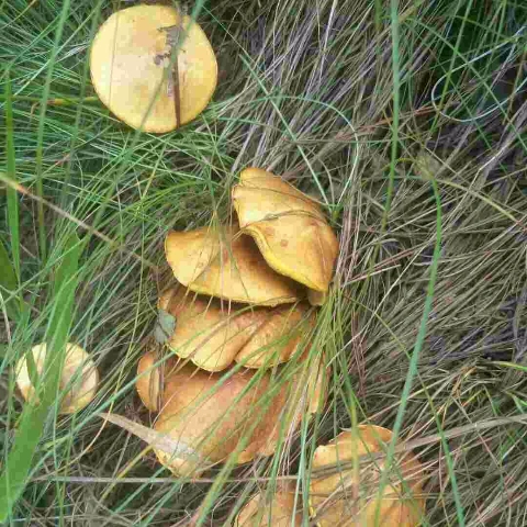 泰山干货松蘑龙庭山特产松菇蛾子松蛾菌菇野生香菇类
