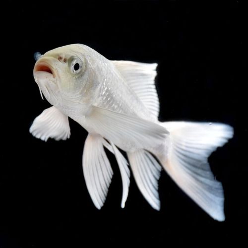 活金鱼黄金锦鲤冷水鱼观赏鱼宠物鱼练手闯缸鱼锦鲤鱼淡水大型鱼 白金