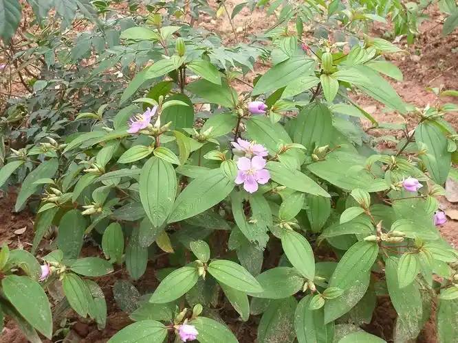 银毛野牡丹(变种)