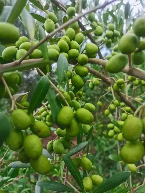 2020双节拍摄油橄榄果照