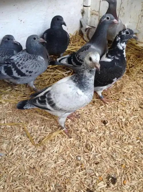 【图】让你的幼鸽吃的更饱!