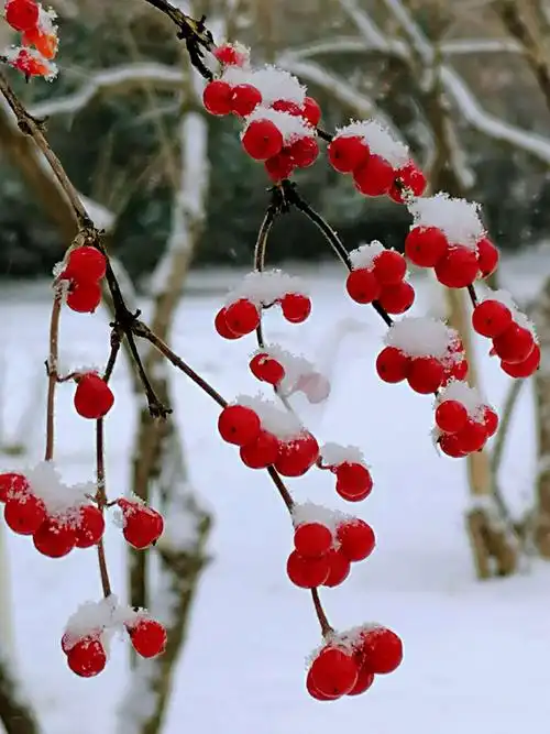 《冬之歌～雪中红果》