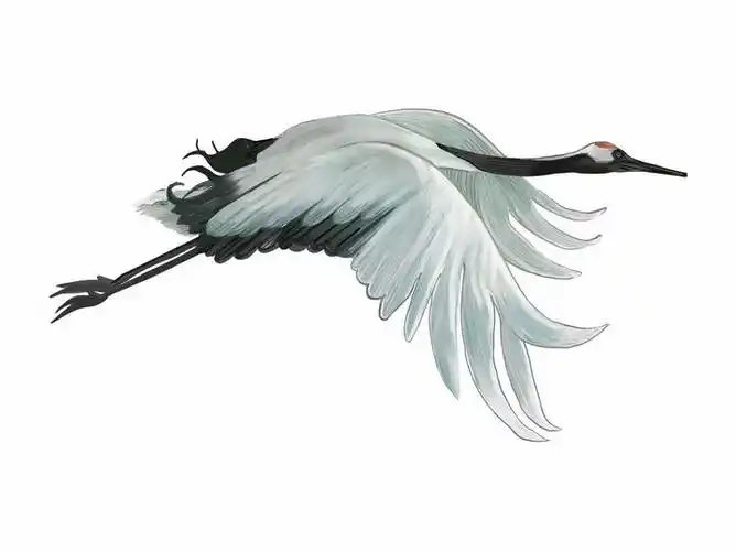彩绘风格飞行中的仙鹤丹顶鹤png图片免抠矢量素材