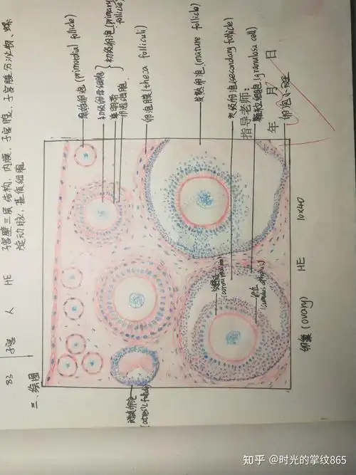 疏松结缔组织铺片1.单层柱状上皮时光的掌纹865