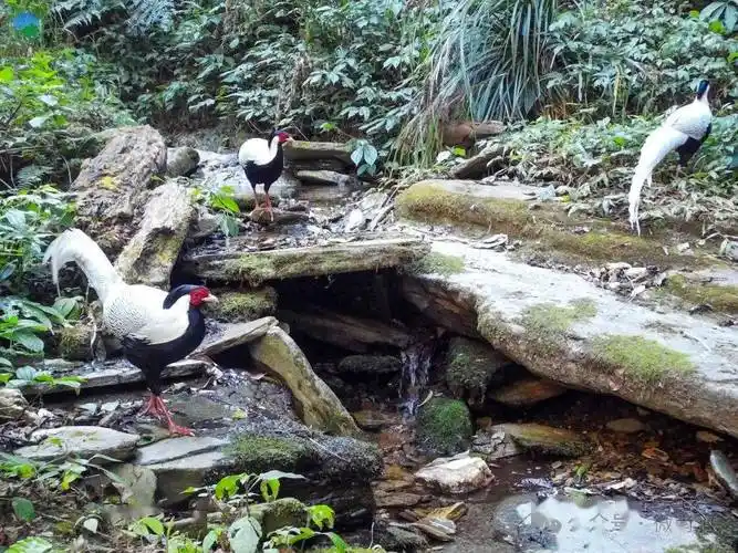 快来看!无量山"野鸡"都有哪些种类