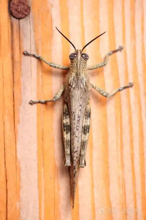 木板上的灰蝗虫