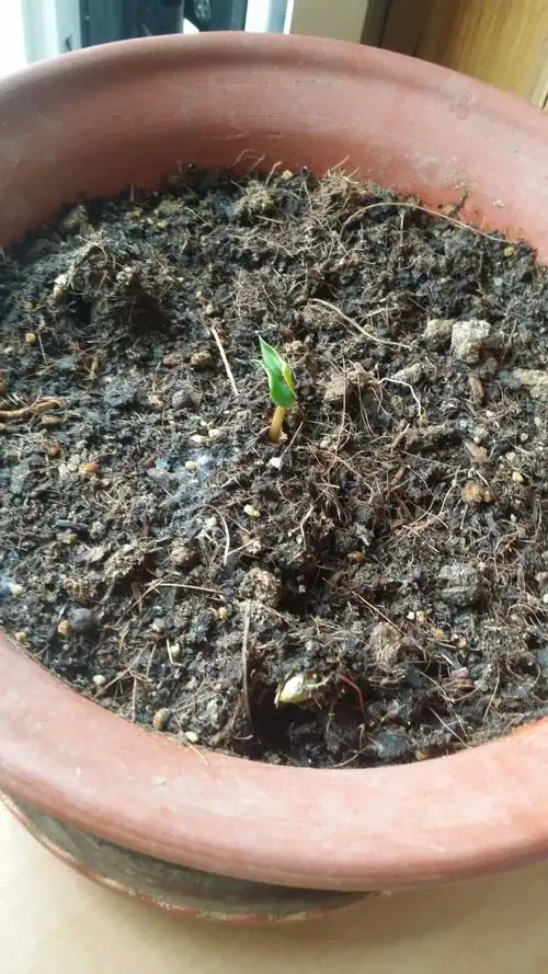 【我爱养花】紫茉莉