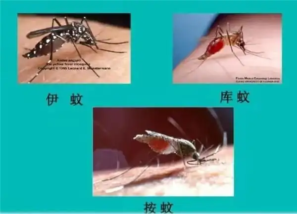 我省已发现51种蚊子哈市有3种长这样