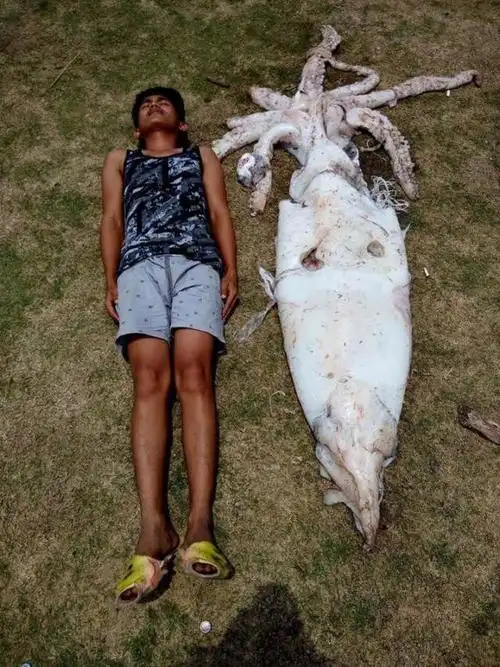 男子捕获2.4米长的巨型鱿鱼,比成年人的身高还长