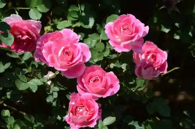 庄市四季花海开幕,送你一年份新花怒放的追花指南!