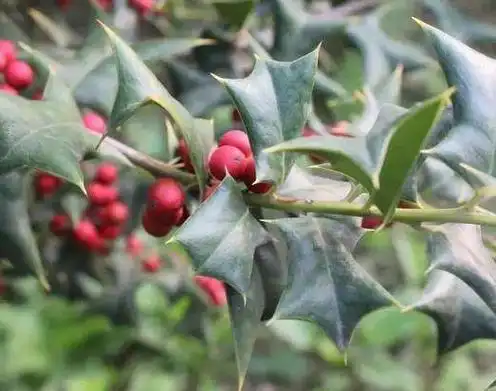 八角刺树的中药功效