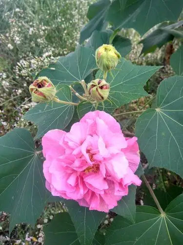 木芙蓉花欣赏20181103