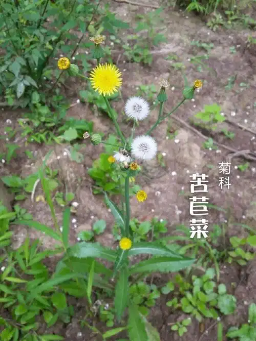 名: sonchus brachyotus dc,别称:荬菜,野苦菜,野苦荬,苦葛麻,苦荬菜