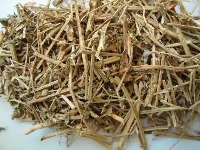 供应新疆优质 芸香