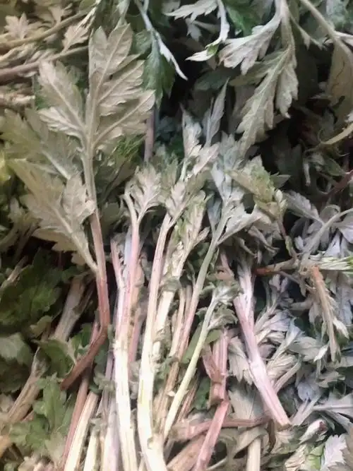 前两周跟我妈去江边寻了一些野辣菜和鼠曲草,鼠曲草做了蒿子疙瘩,煎饼