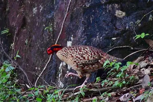 五进南岭拍角雉 写美篇  黄腹角雉(学名:tragopan caboti),别名角鸡