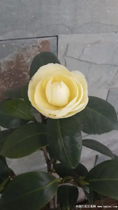 刚开的黄达-茶花篇-中国兰花交易网社区