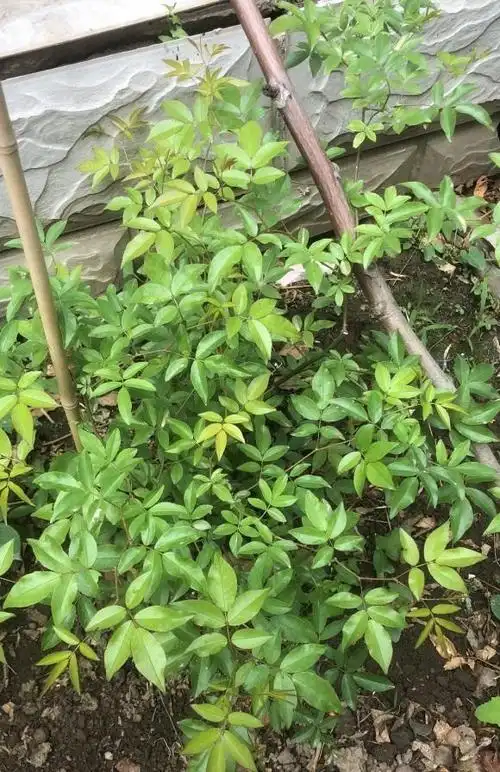 小院养花,种棵四季红木香,耐热耐寒,2年开成大花墙|木香|养花|花墙