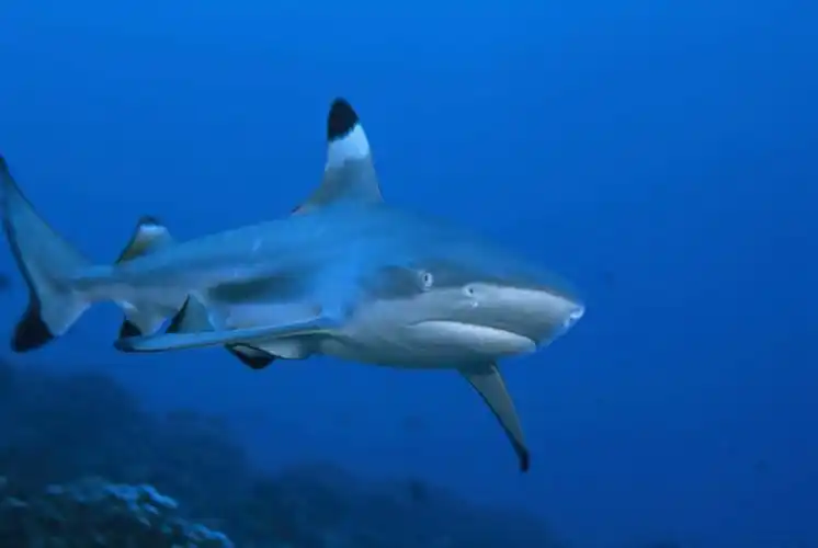 基里巴斯,一条,景观,浪花,水底,娱乐,海洋生物,自然,海水,动物,享受