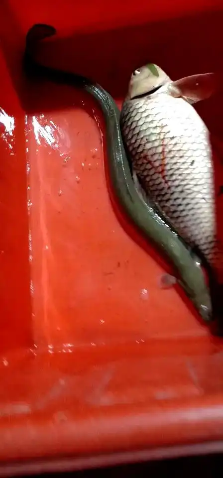 有谁认识这个长长鱼吗?野生价格不菲啊